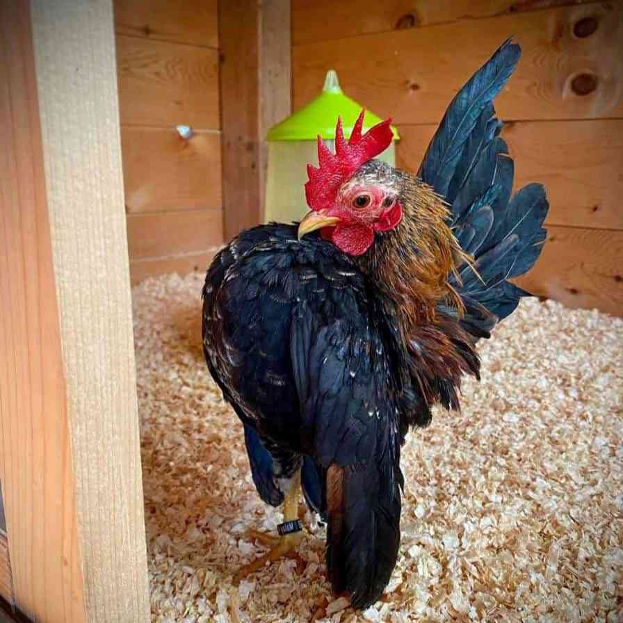 Chickens breed Malaysian Serama