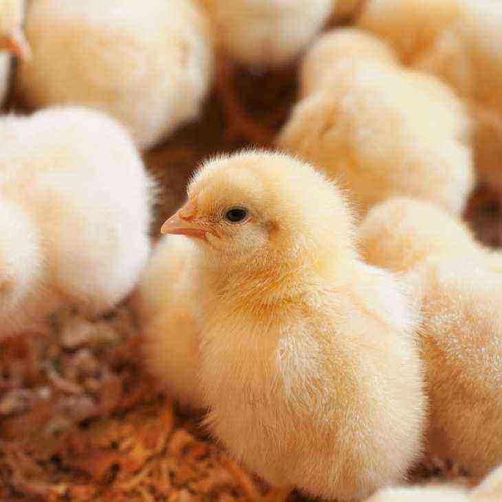 Chickens: care, feeding and hatching subtleties