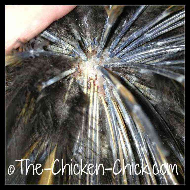 Chickens: Chicken mites and how to get rid of them