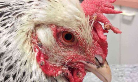 Chickens: Pox in chickens