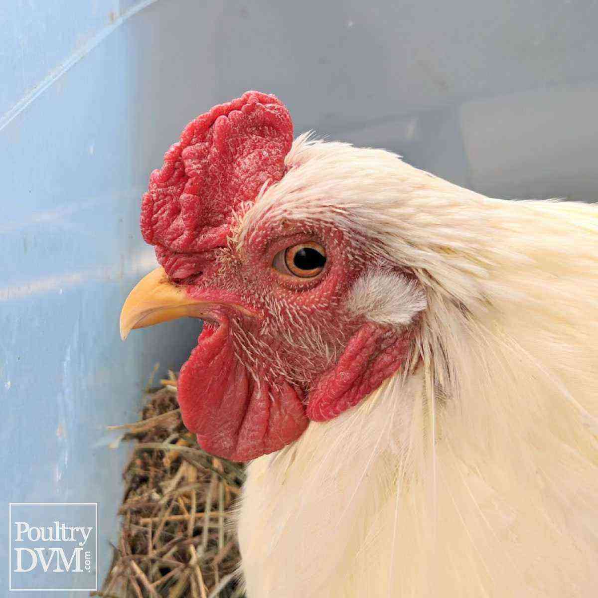 Chickens: Prevention and control of pasteurellosis