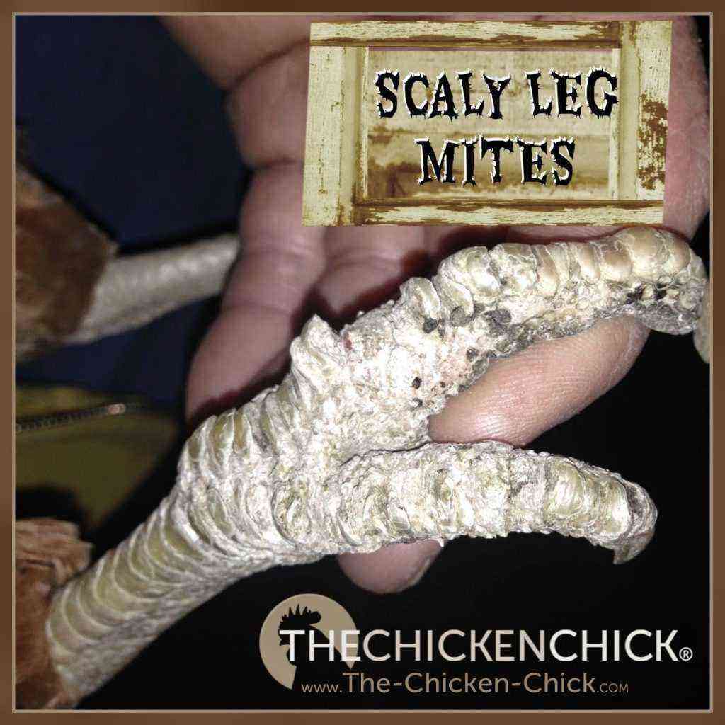 Chickens: Scabies in chickens: what is the reason?