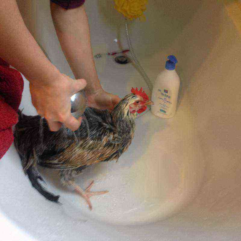 Chickens: Wet chickens: what to do?