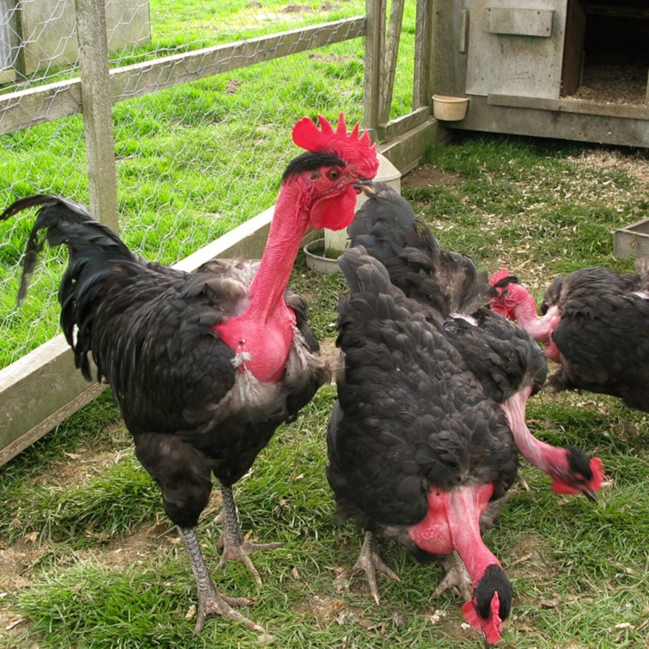 Chickens without plumage on the neck
