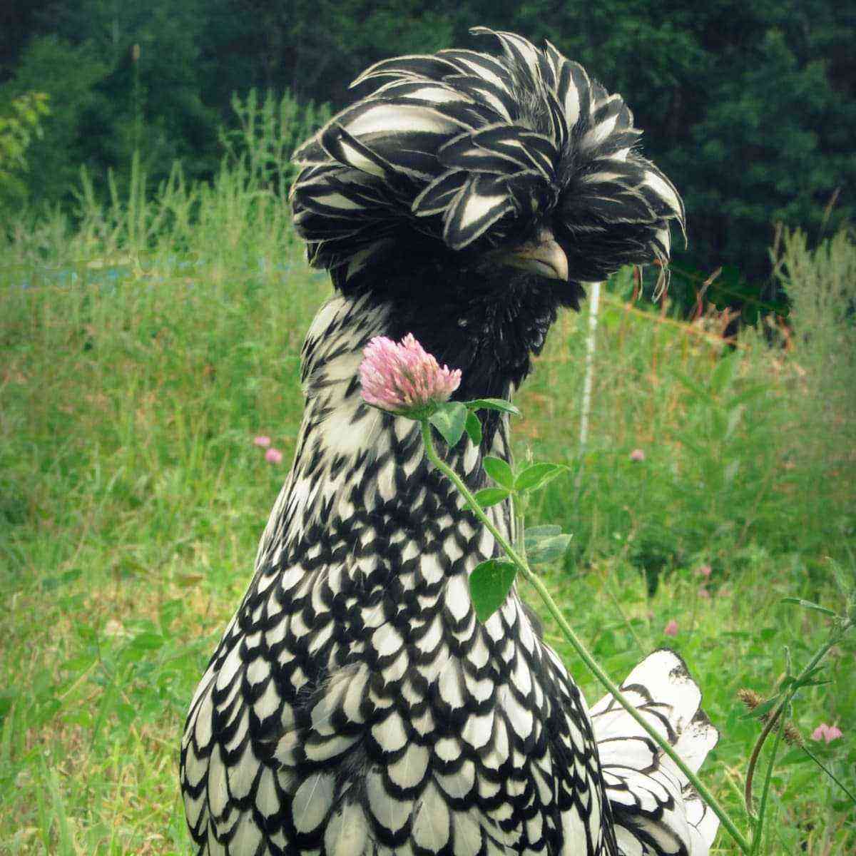 Crested chickens: characteristics, types and care