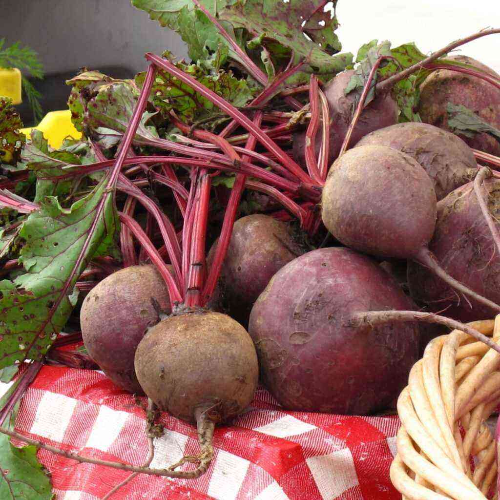 Cylinder beets – a mid-season table variety