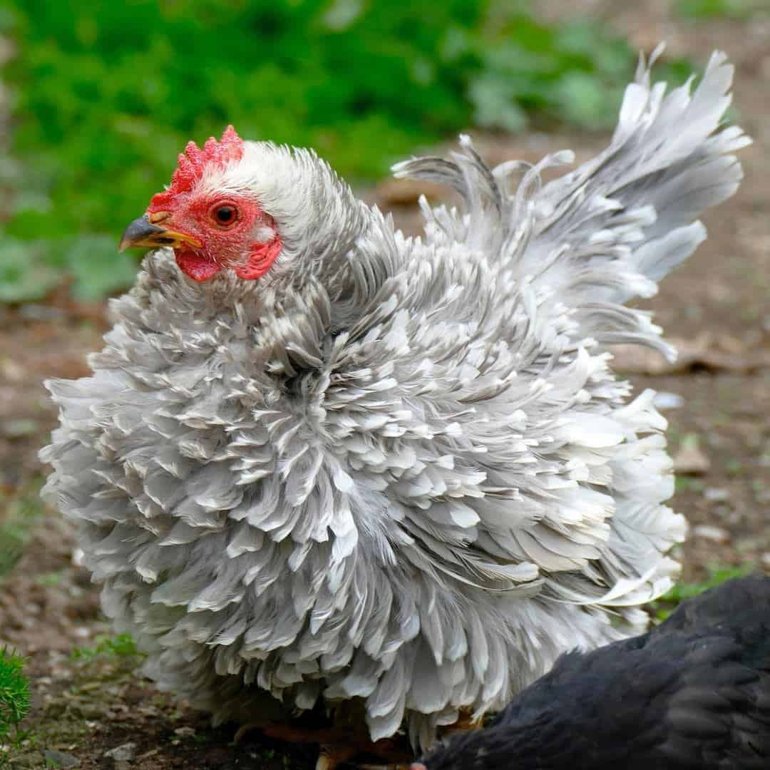 Decorative chickens: popular breeds and features of their content