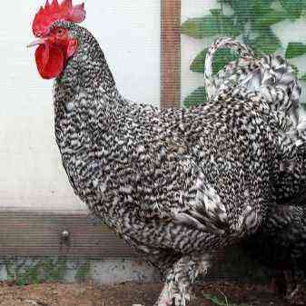 The Mechelen cuckoo is a breed of chickens description and breeding history, content features and reviews