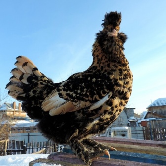Pavlovsk chickens description and history of the breed. Subspecies Pavlovian gold and Pavlovian silver. Caring for roosters, laying hens and chicks. Reviews
