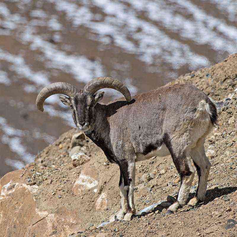 Description, coloration, behavioral features of the Altai mountain sheep