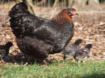 Moscow black chicken description of the breed, chickens, laying hens and roosters interspersed with white and blue plumage, owner reviews