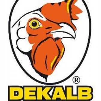 品種のDekalb鶏の説明、産卵鶏を飼うことの特徴、それらの病気と予防、レビュー