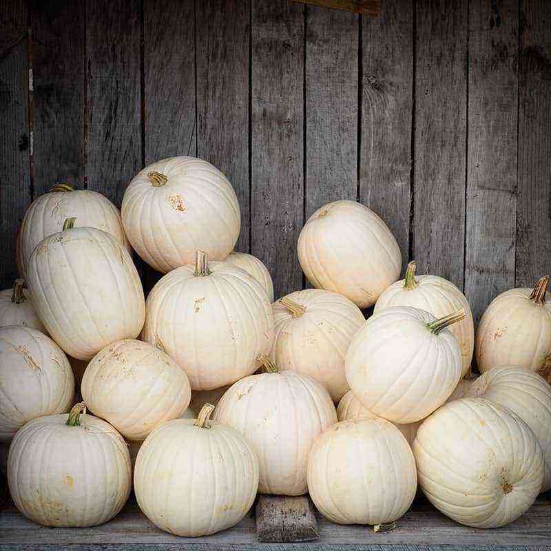 Description of the pumpkin variety “Medicinal”. Growing Features