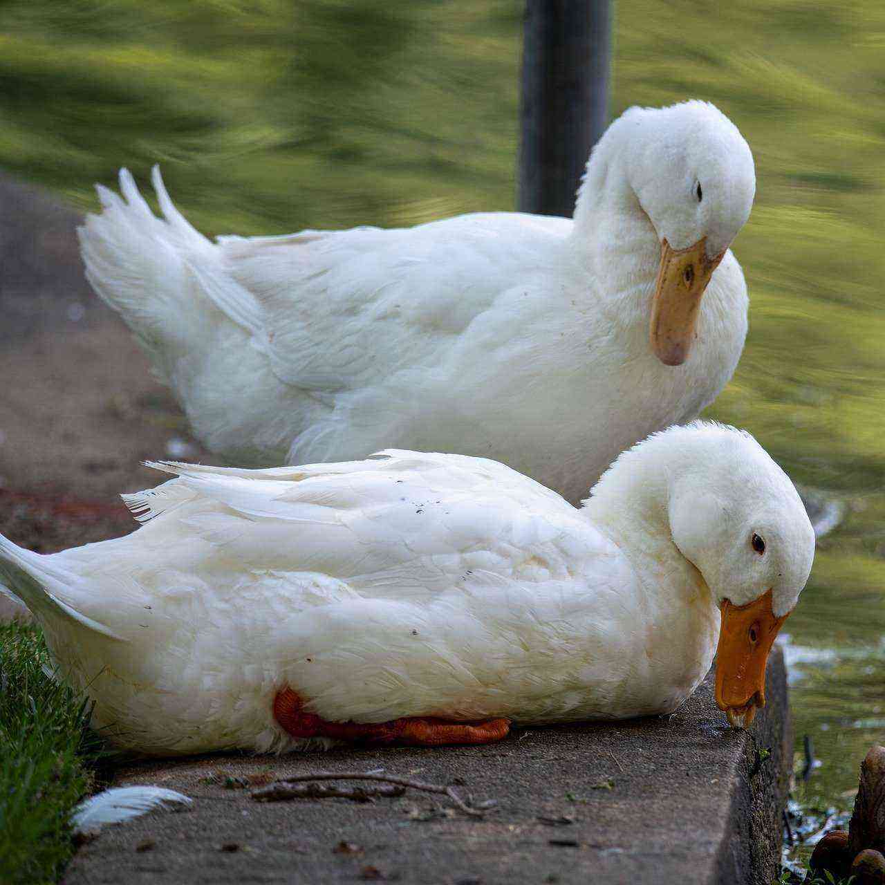 Duck Blagovarskaya