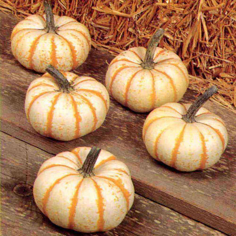 Dutch early ripe pumpkin hybrid “Matilda”, variety characteristics