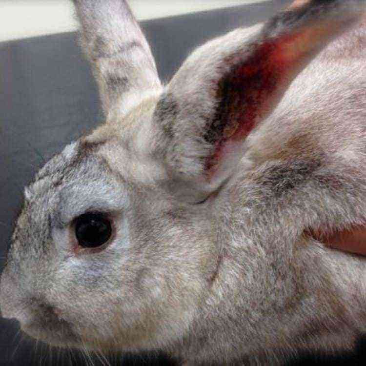 Ear problems in rabbits