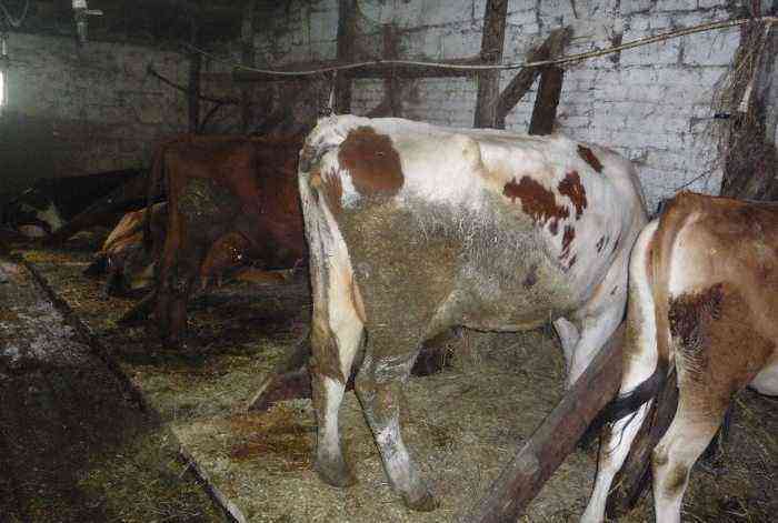 Endometritis in Cows