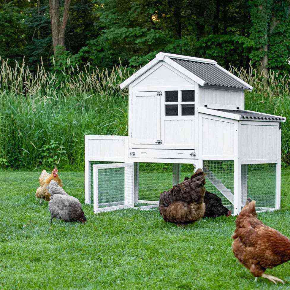 Features and tips for arranging a chicken coop