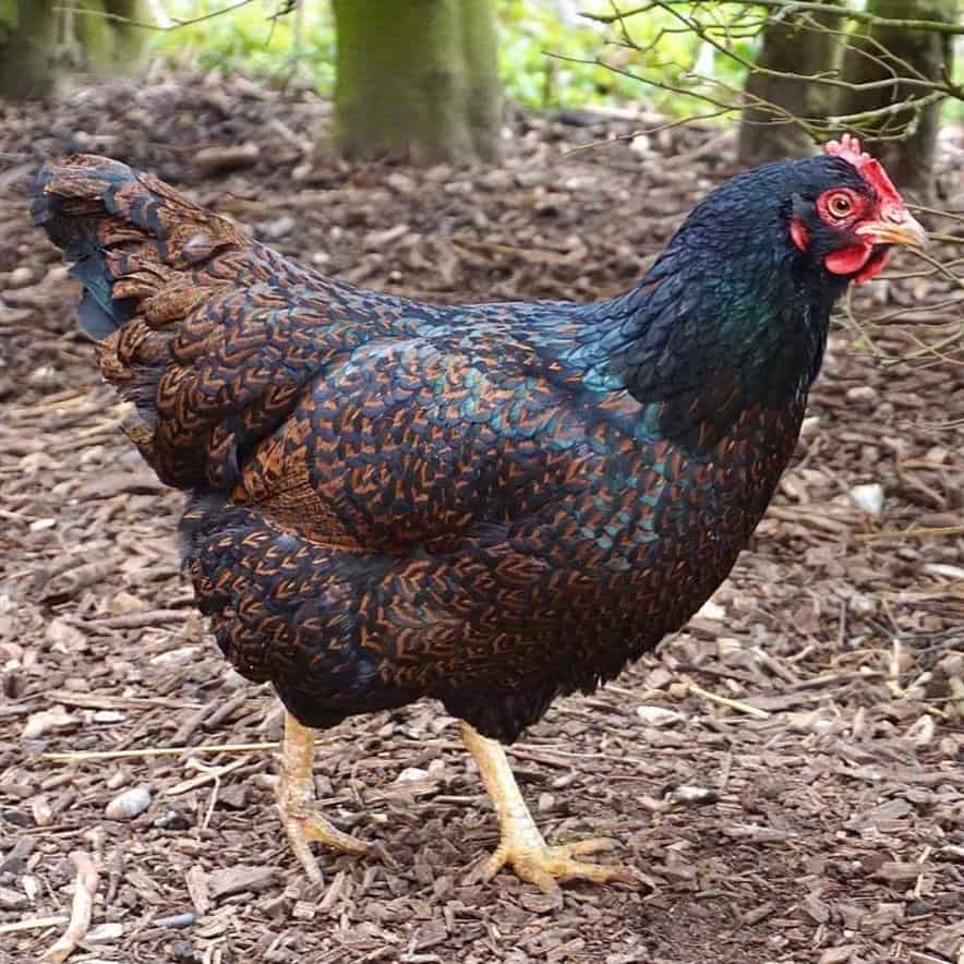 Features of German breeds of chickens