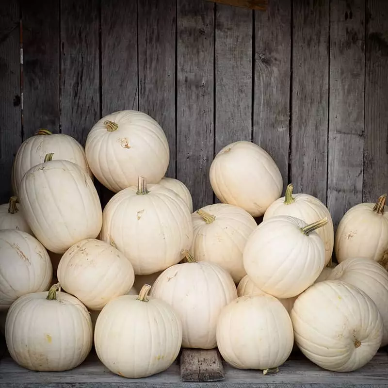 Features of growing and using ornamental varieties of pumpkin