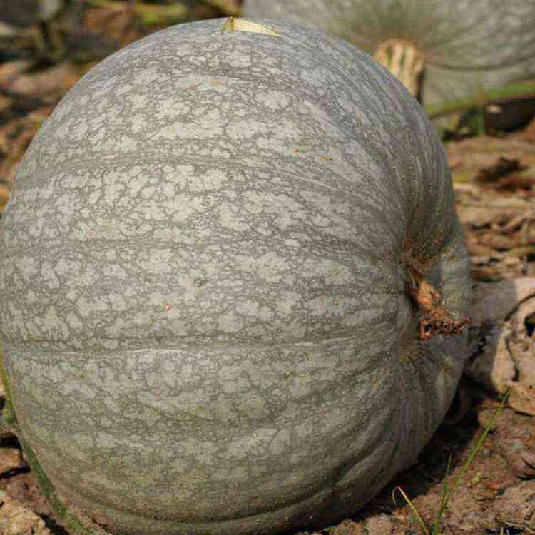 Features of growing Gymnospermous pumpkin with step by step instructions