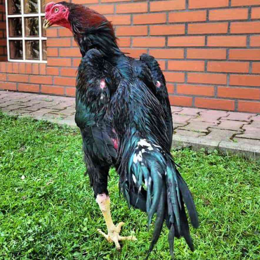Features of the Indian fighting breed of chickens