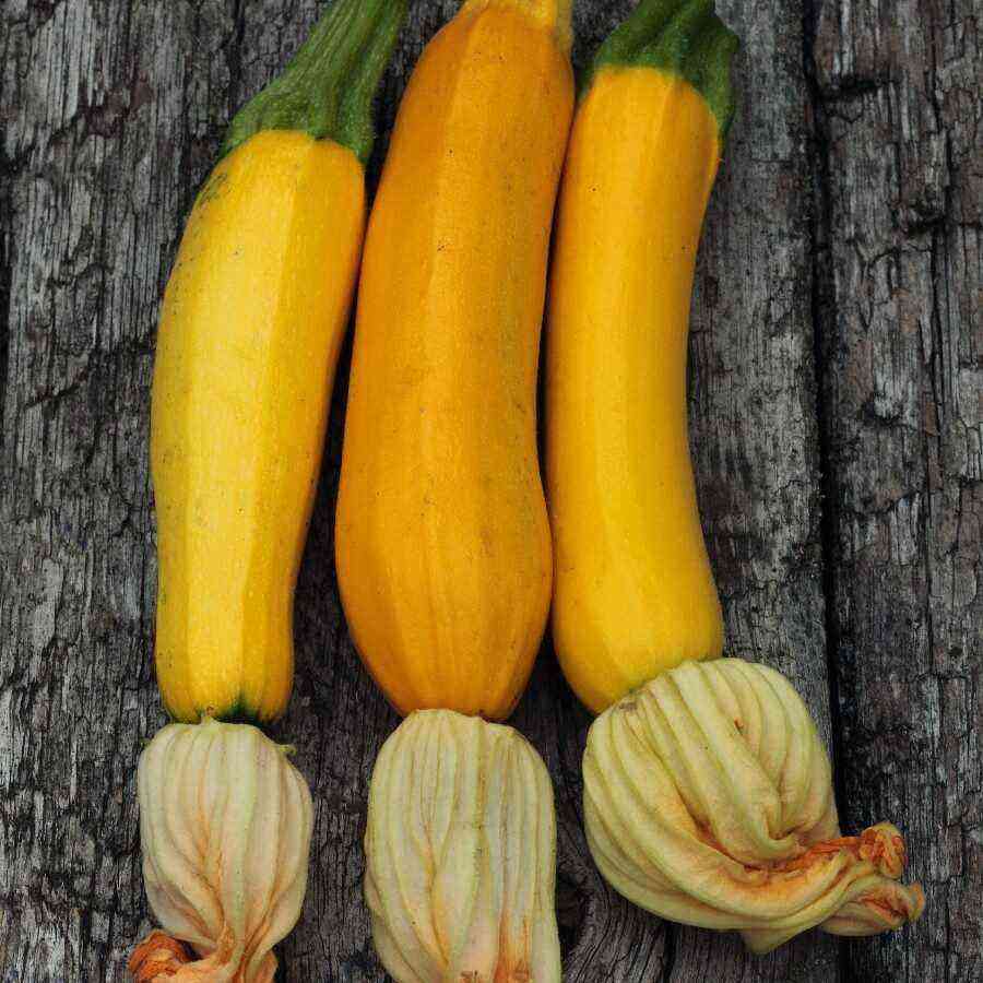 Features of the zucchini variety Orange