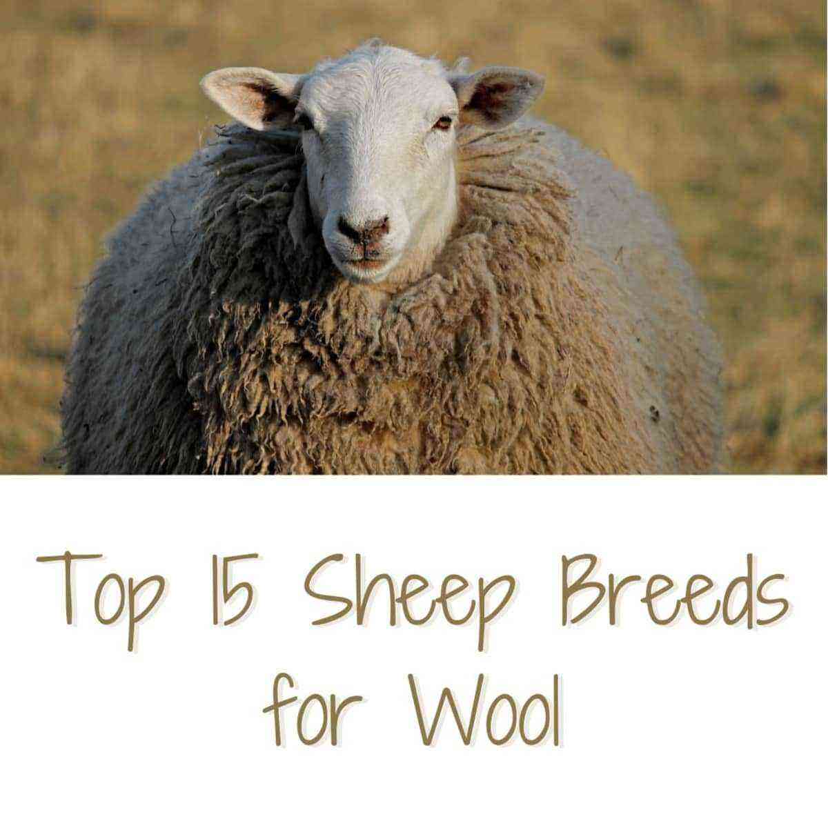 Fine-wool sheep breeding: the most famous breeds, breeding