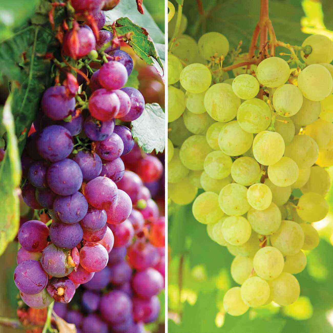 Girlish five-leafed grapes: description and cultivation