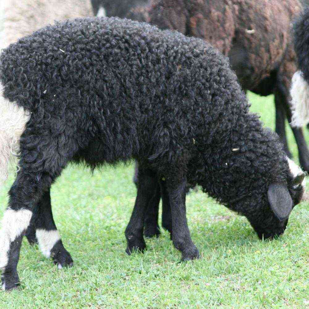Gissar sheep breed: rules for breeding, maintenance and care