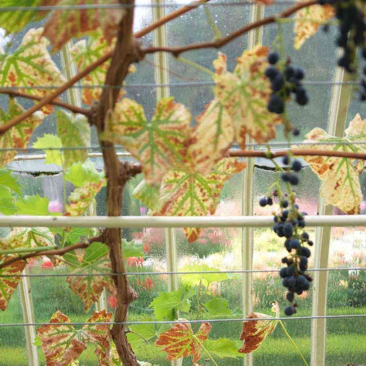 ブドウの温室：種類とその特徴