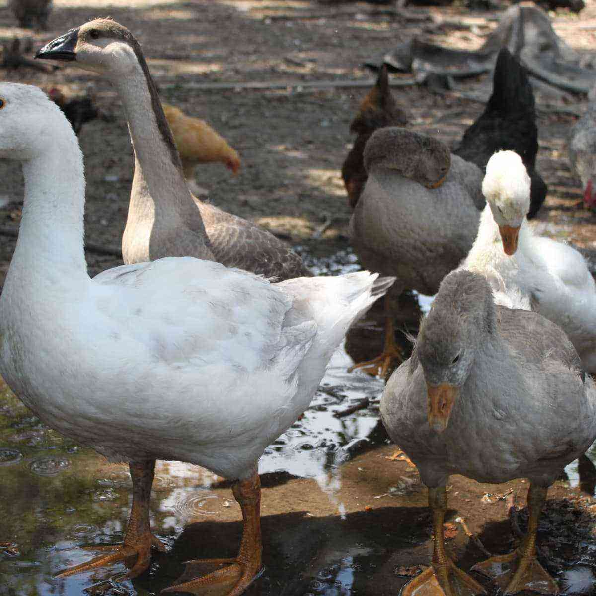 Growing geese at home. Fundamentals of keeping and breeding