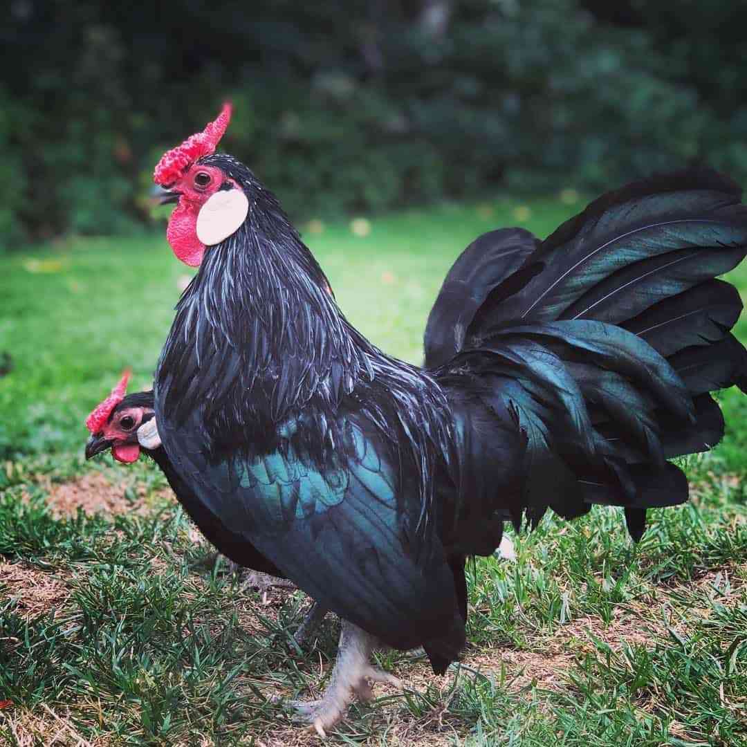 Hens: The rooster’s comb blackens