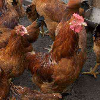 Liven chicken history and description of the breed of chintz chickens, breeding and reviews