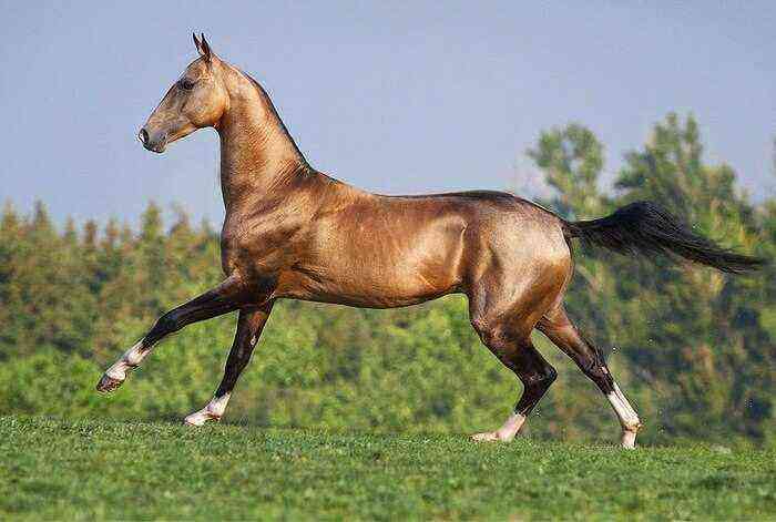 Horse Breed