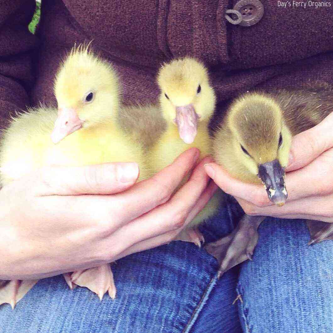 How and how to feed goslings at home