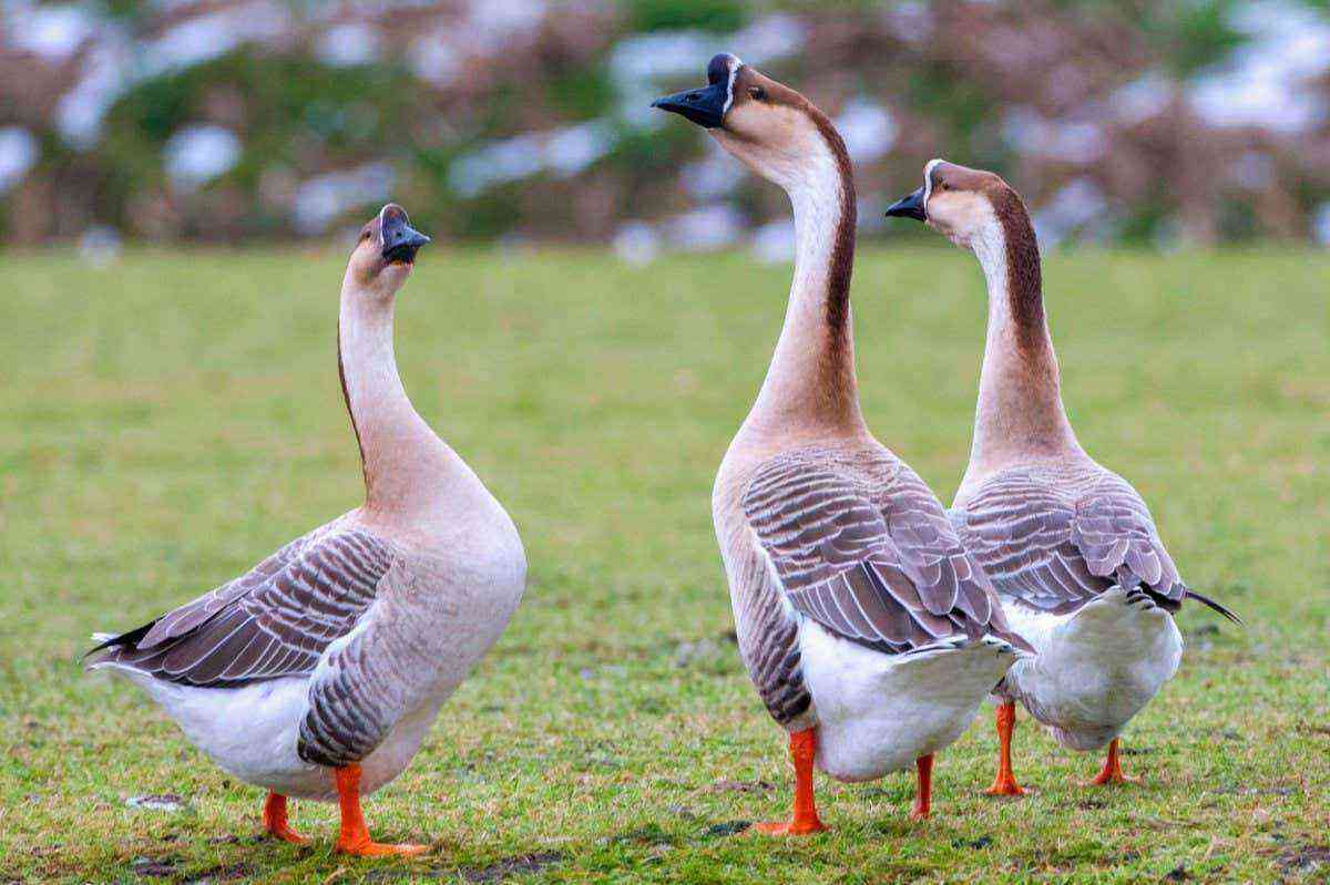 How long do geese live in domestic and wild conditions