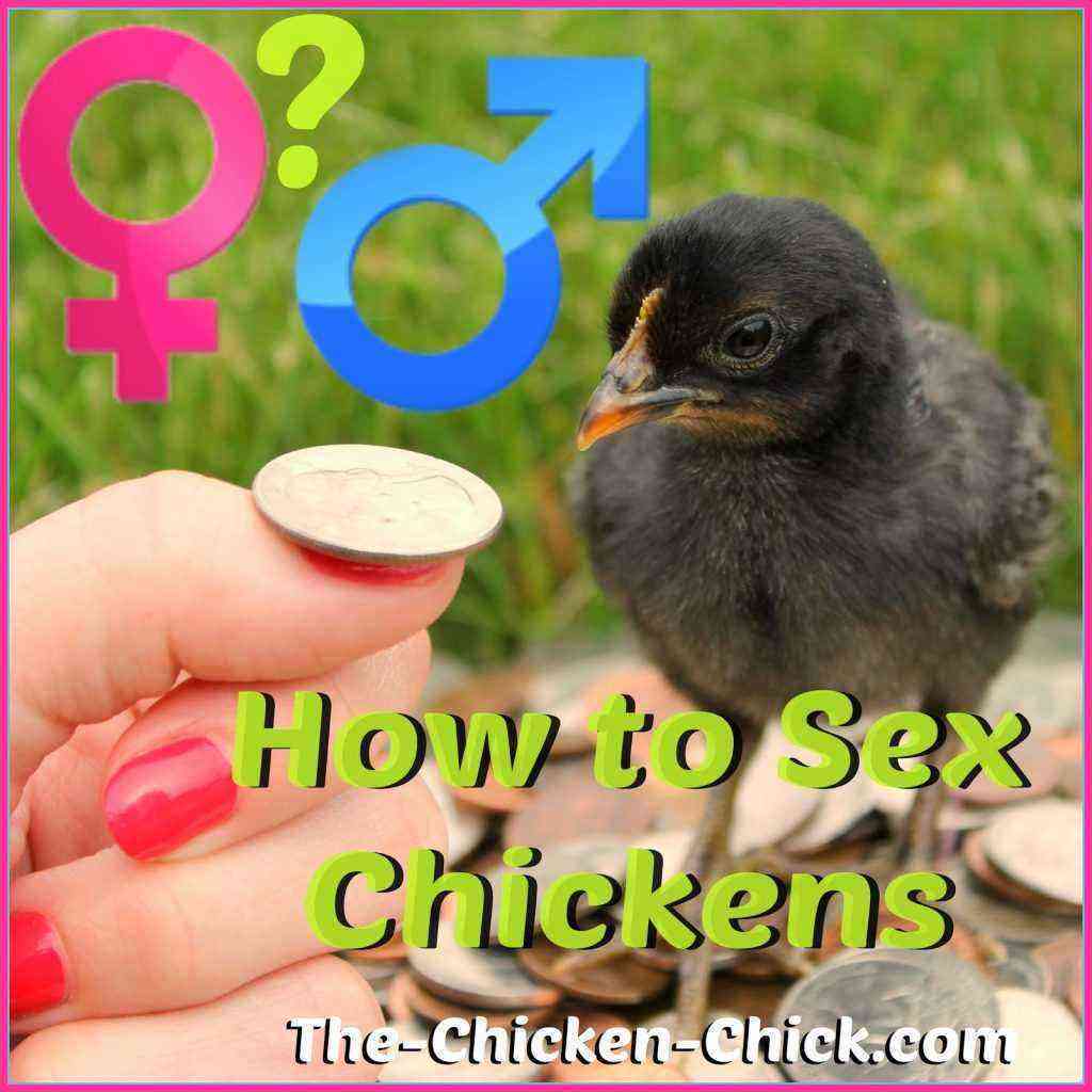 How to determine the sex of a chicken?