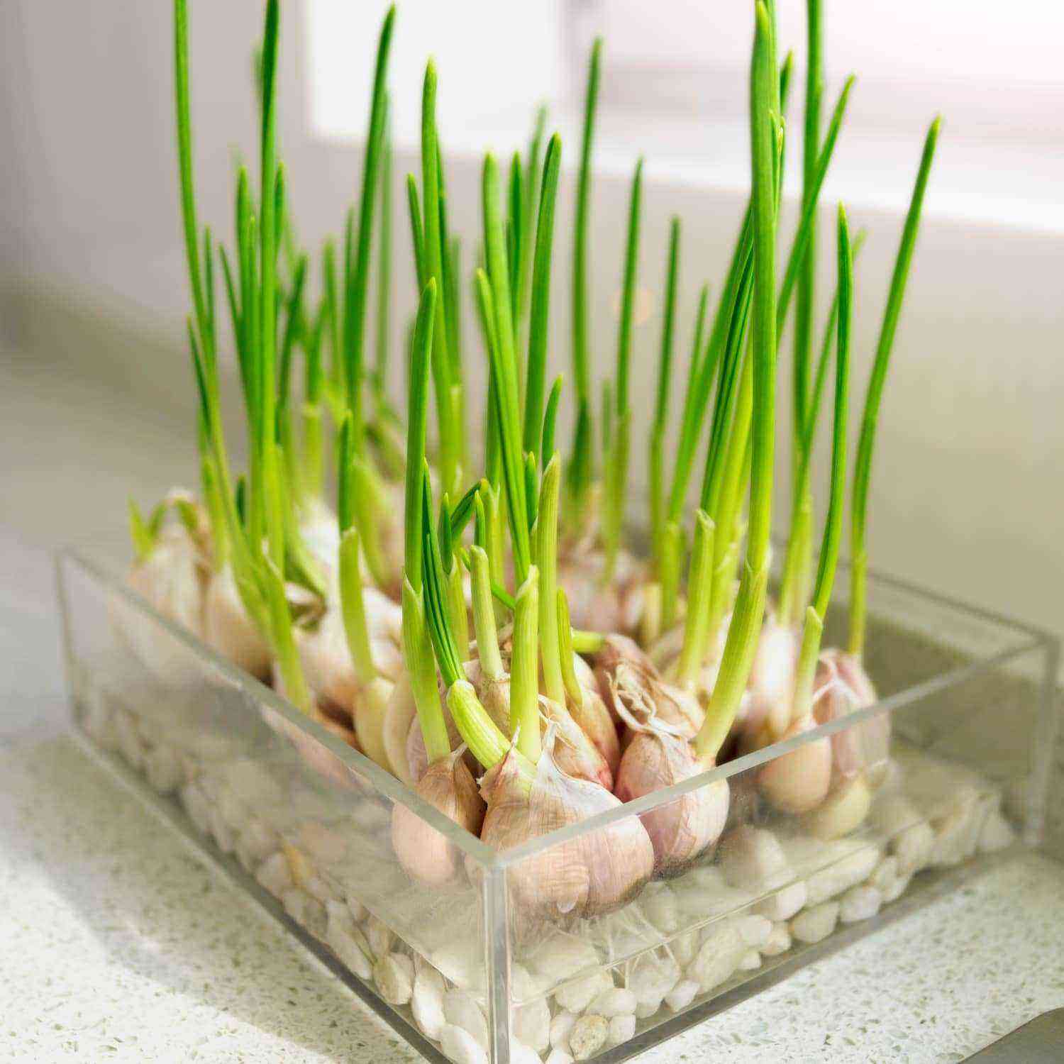 How to grow garlic?