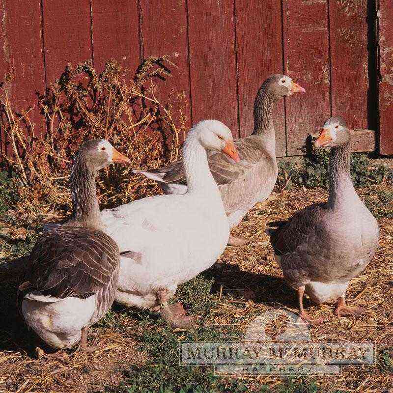 How to grow geese for meat at home