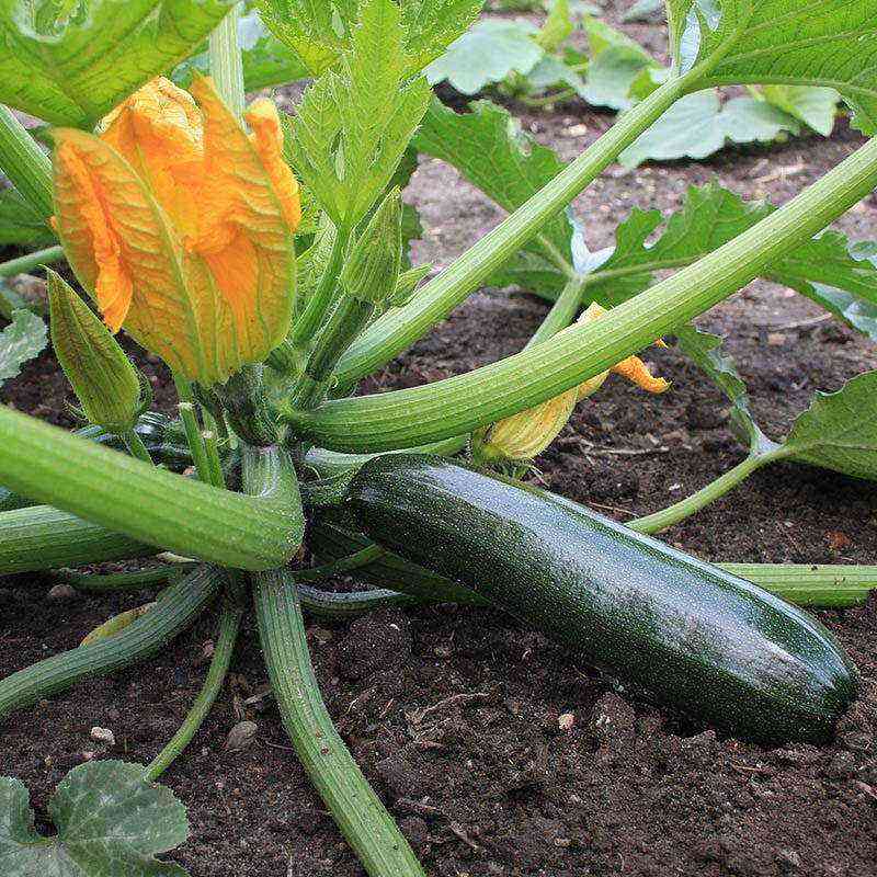 How to grow zucchini in a greenhouse