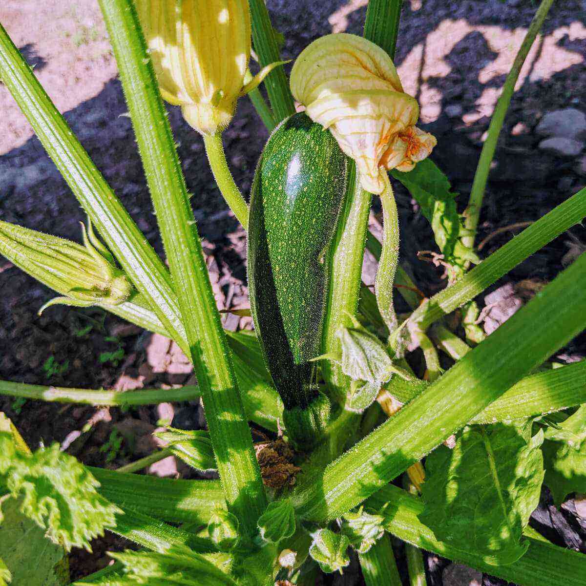 How to grow zucchini outdoors?