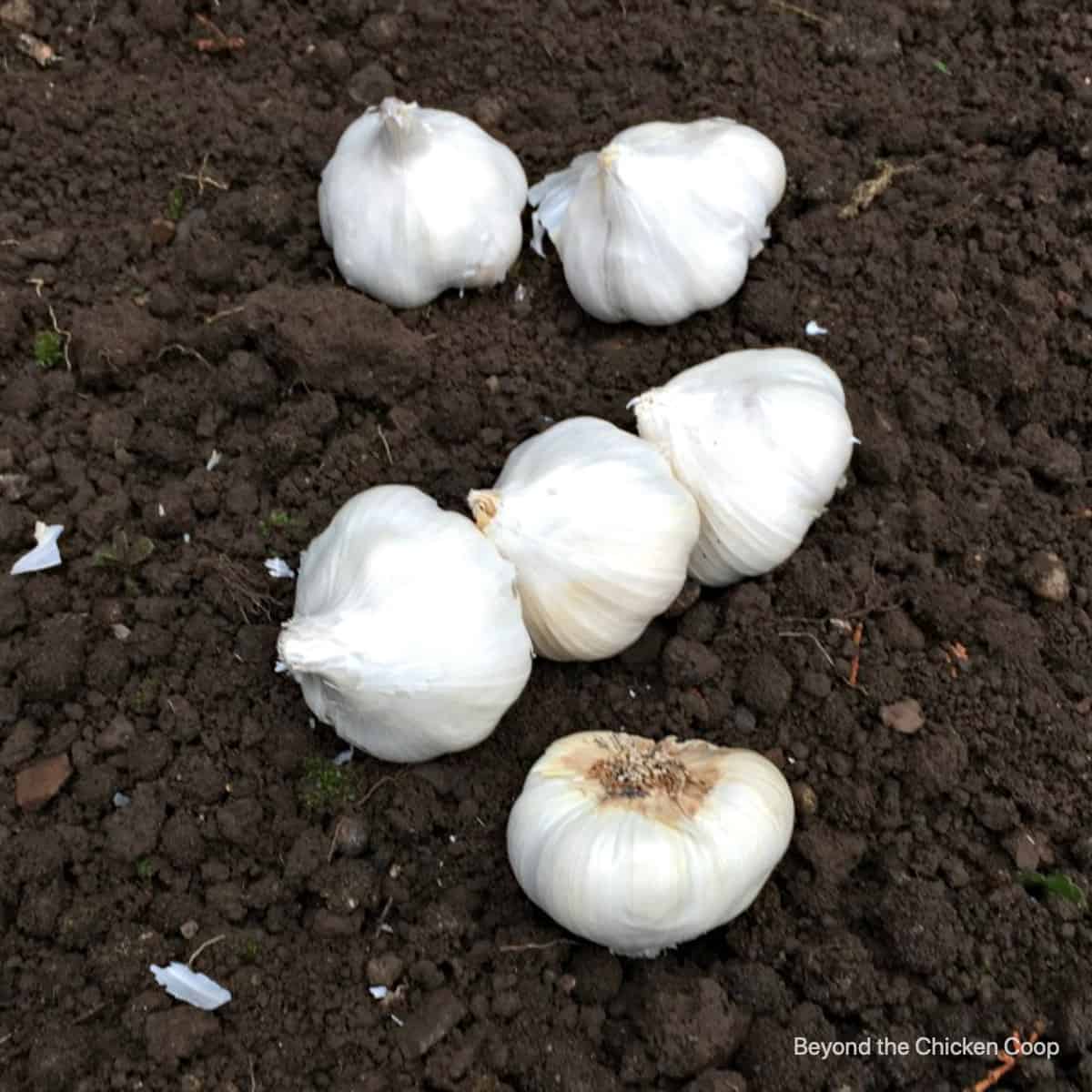 How to prepare garlic for planting?