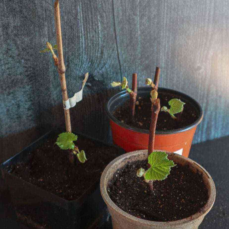 ブドウの挿し木を繁殖させる方法は？