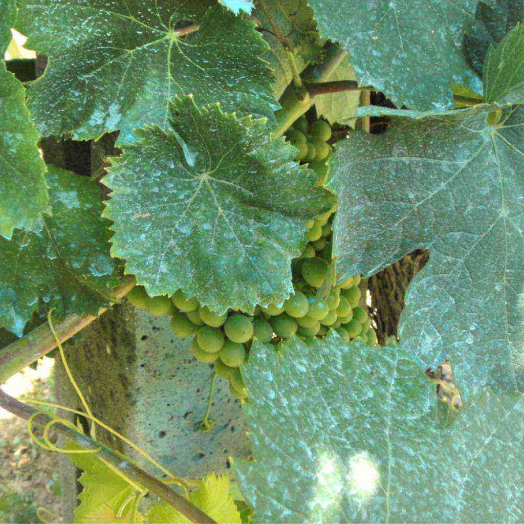 How to treat grapes from diseases and pests in June?
