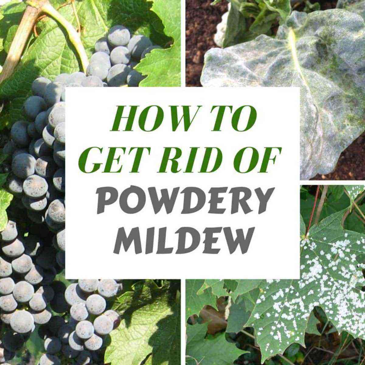 How to treat mildew on grapes?
