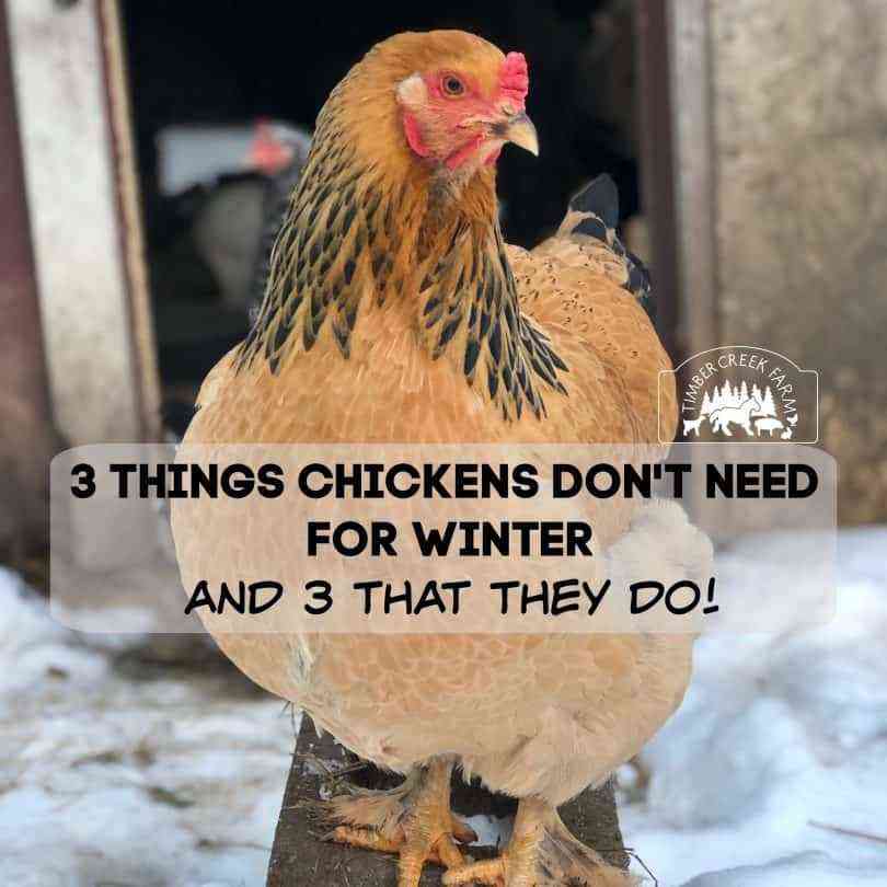Keeping chickens in winter