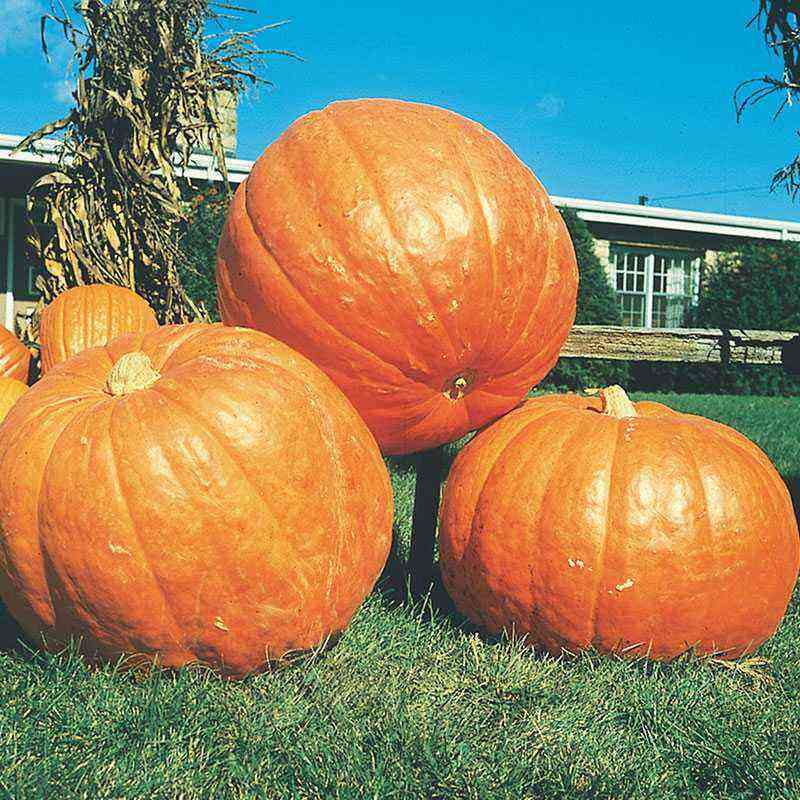 Large-fruited pumpkin: characteristics, varieties, planting and care