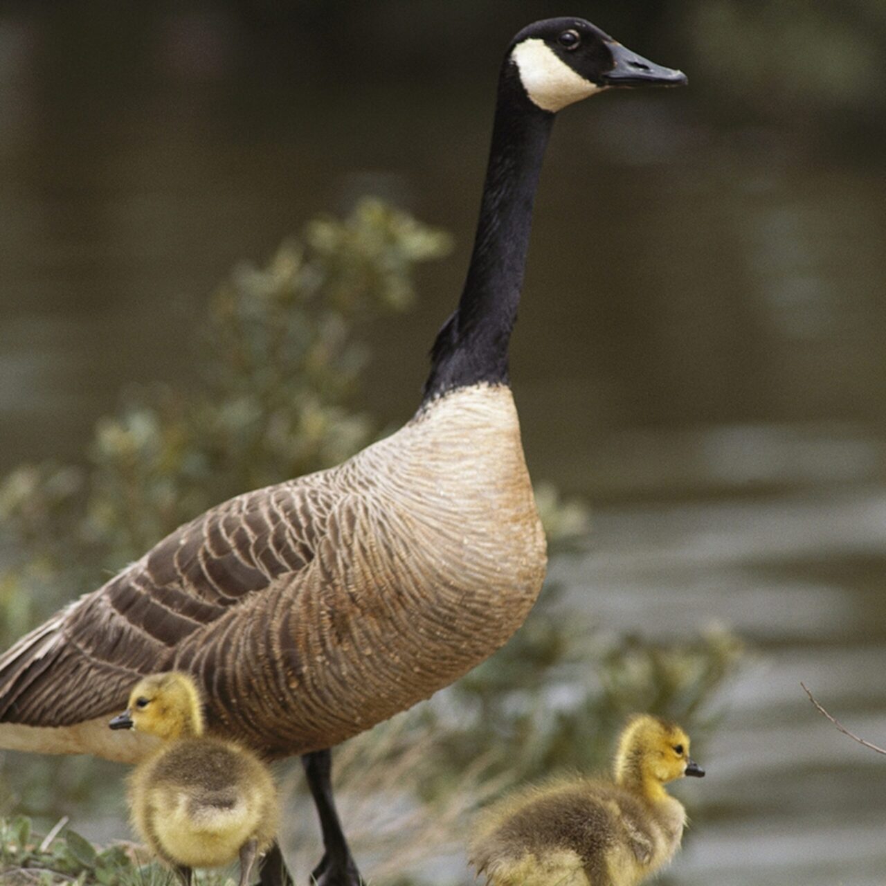 Life expectancy of wild and domestic geese