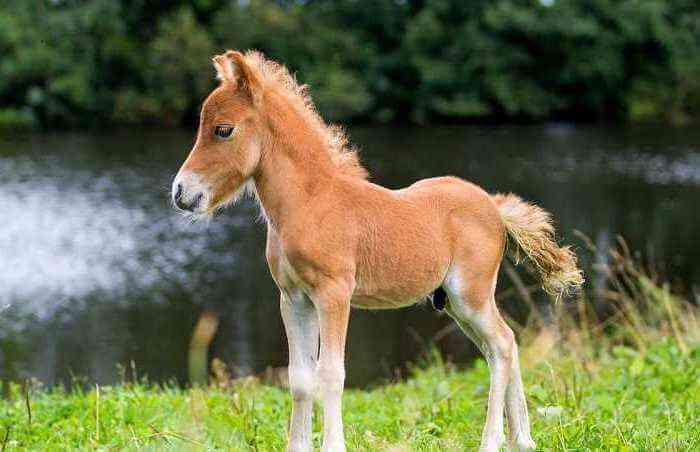 Falabella horse breed